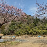 NVANでお花見キャンプ【2】五月蝿いヤツが現れて！