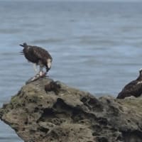 06/27探鳥記録写真：狩尾岬の鳥たち（３羽のミサゴ、ガビチョウ、）
