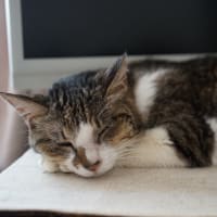 犬友の紹介