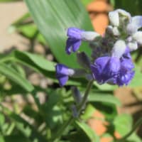 夏の花壇のHANAすぺしゃる～！