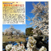 花巡り「梅－352」　幸手市中川崎付近③