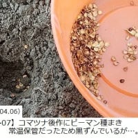 市販野菜を利用して野菜づくりに挑戦