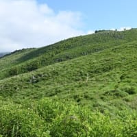 梅雨明けの秋吉台