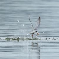 100日ぶりに鳥を撮りました・・・・コアジサシ