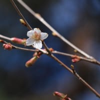早咲き山桜