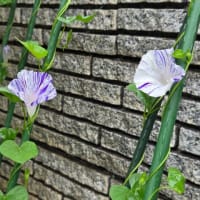 雨の日の楽しみ