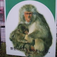 please don't feed the monkeys
