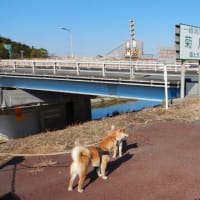 2022年1月26日朝＿柴犬・夢と武のお散歩＿菊川河川敷・生仁場橋付近の風景