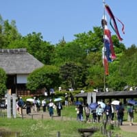 ２０２４　季節の彩り（５）昭和記念公園のネモフィラ