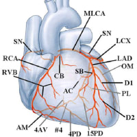 Coronary artery/vein on axial CT image