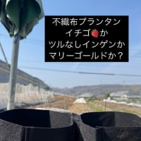 タマネギの収穫