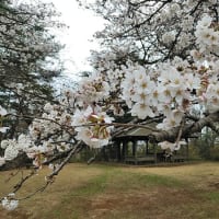聖蹟桜ヶ丘下車、桜ヶ丘公園でお花見