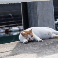 ４／２３　湯島の猫その２