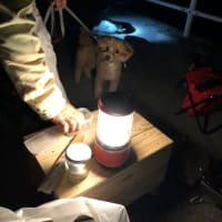 今日のめぇたん