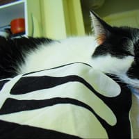 お座りできるネコ