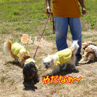 菜乃葉　撮影会デビュー