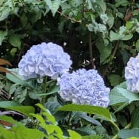 pied d'hortensia…