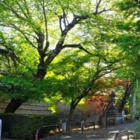 京都　青モミジ100シリーズの名所 鷺森神社