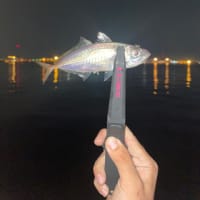 釣り🎣
