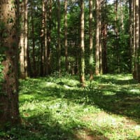 2025年7/6　山野草の森の整備