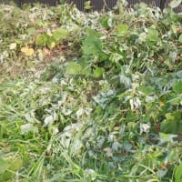 　猛暑日　収獲5種類　草刈り続き　モクレン今年も