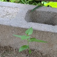 しおれてた