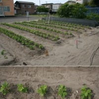 ２５年０６月１０日　　芽欠きトマト移植植付