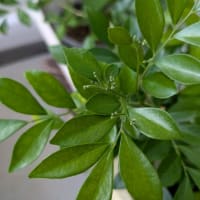 シドイデスが咲き始めました～