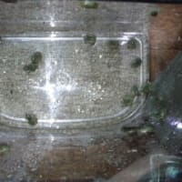 モリアオ仔ガエル達は何匹？