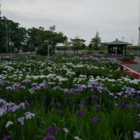 菖蒲祭り。