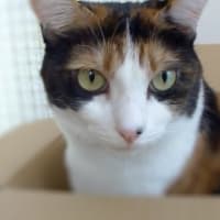 今日は特別な日；ユッケちゃん・イン・段ボール箱ｗ