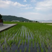 盛夏の候