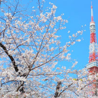 都心のサクラ景色