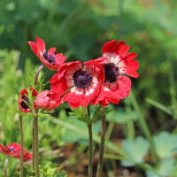 小庭の花
