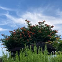 屋上庭園の花は・・・