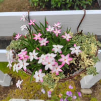 ハンキングバスケットの花