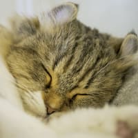 猫を飼い始めました