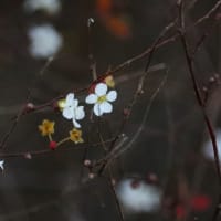 近くの公園も冬枯れ