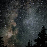 信州のヒメボタル