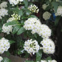 我が家の庭の花　４月中旬　コデマリ・オダマキ・ツバキ・ハナミズキ