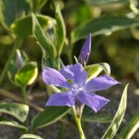 ツルニチニチソウ　蔓日日草　キョウチクトウ科　１ｍの蔓に紫色の花です。今日の野鳥：メジロ