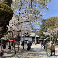 さくら・4月・靖国神社