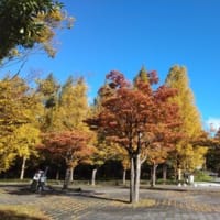 2024/11/10　医王山　散策