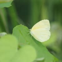 キチョウ　7月21日　SIGMA 300mm 1:4 APO TELE MACRO