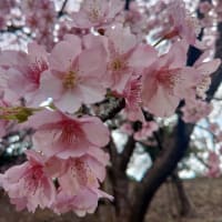 3月2日、河津桜を、見に行った。