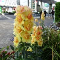 春らんまん、街角の花々
