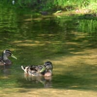 【高原の鳥たち】