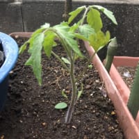 続　地植えトマト