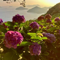 紫雲出山からおはようございます。