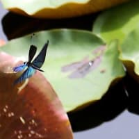 睡蓮の花咲く池で翔回るチョウトンボ